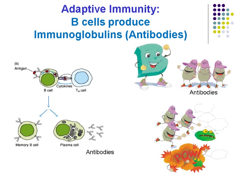 Adaptive Immunity: B cells produce  Immunoglobulins (Antibodies)  Antibodies Antibodies